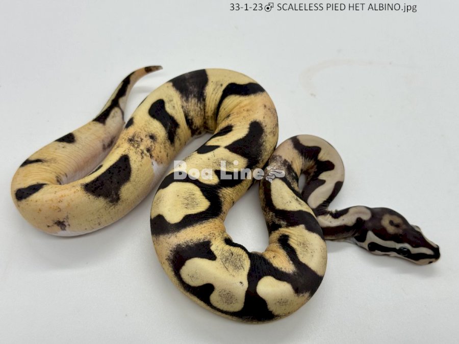 SCALELESS PIED HET ALBINO